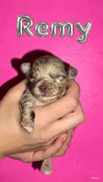Remy AKC, a male Chihuahua for sale in West New York, NJ – 1 of 7