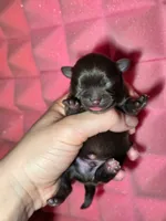 Christopher Robin AKC, a male Chihuahua for sale in West New York, NJ – 2 of 3