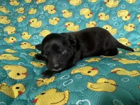 Prince Ali AKC , a male Chihuahua for sale in West New York, NJ – 4 of 4