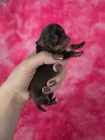 Rapunzel, a female Chihuahua for sale in West New York, NJ – 5 of 9