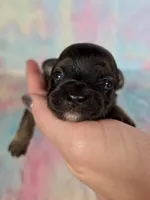 Prince Charming AKC (pet price) , a male Chihuahua for sale in West New York, NJ – 8 of 10