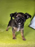 Prince Charming AKC (pet price) , a male Chihuahua for sale in West New York, NJ – 1 of 10
