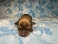 Pascal, a male Chihuahua for sale in West New York, NJ – 1 of 6