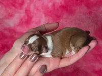 Ariel AKC, a female Chihuahua for sale in West New York, NJ – 5 of 8