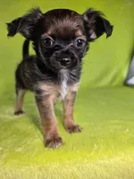 Prince Charming AKC (pet price) , a male Chihuahua for sale in West New York, NJ – 2 of 10