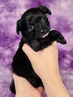 Aladdin AKC , a male Chihuahua for sale in West New York, NJ – 2 of 10