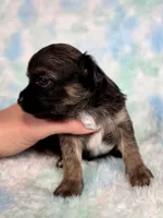 Prince Charming AKC (pet price) , a male Chihuahua for sale in West New York, NJ – 7 of 10