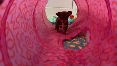 Rapunzel AKC (pet price) , a female Chihuahua for sale in West New York, NJ – 2 of 10