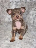 Olaf AKC (pet price) , a male Chihuahua for sale in West New York, NJ – 4 of 9