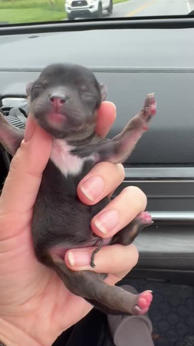 Prince Charming AKC, a male Chihuahua for sale in West New York, NJ – 6 of 6