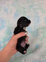 Flounder Tiny AKC pet home , a male Chihuahua for sale in West New York, NJ – 6 of 10