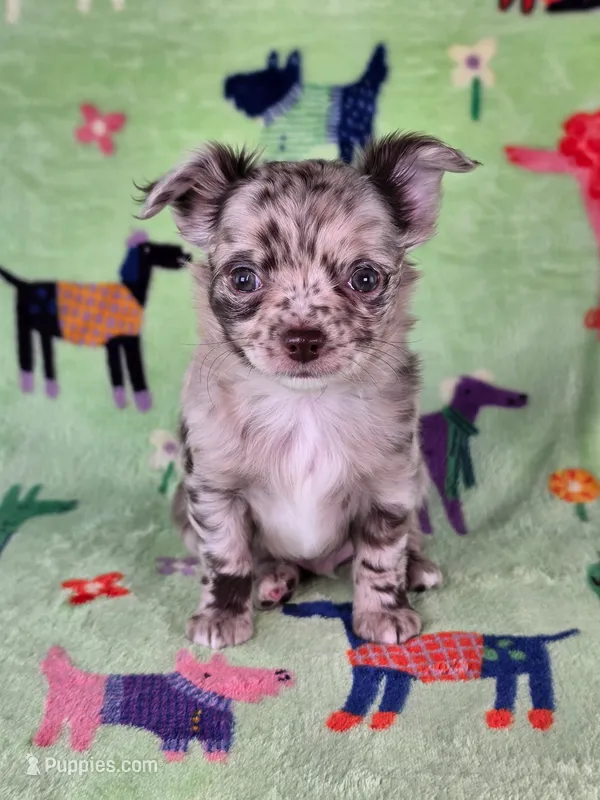 Remy AKC – Chihuahua puppy for sale in West New York, NJ