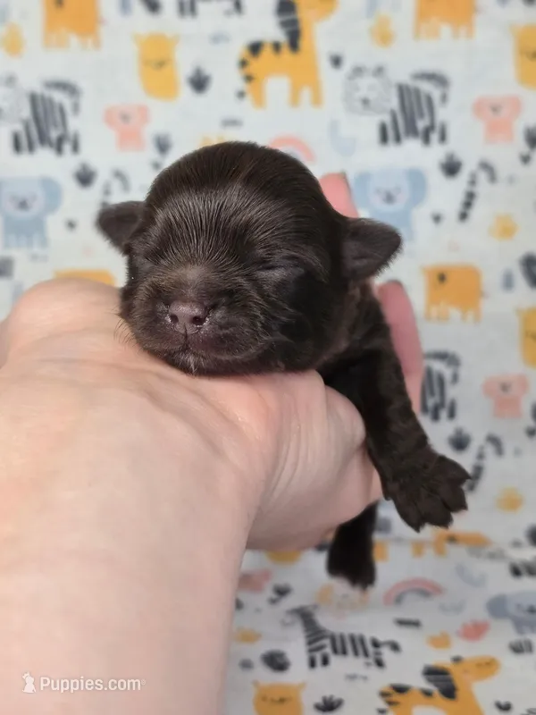 Christopher Robin AKC – Chihuahua puppy for sale in West New York, NJ