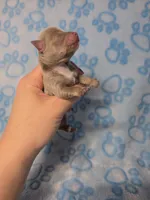 Olaf AKC, a male Chihuahua for sale in West New York, NJ – 10 of 10
