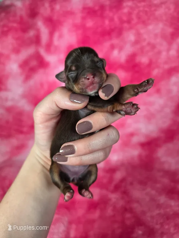 Rapunzel – Chihuahua puppy for sale in West New York, NJ