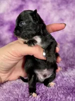 Flounder Tiny AKC pet home , a male Chihuahua for sale in West New York, NJ – 10 of 10