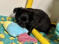 Aladdin AKC , a male Chihuahua for sale in West New York, NJ – 5 of 10