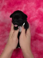 Prince Eric AKC, a male Chihuahua for sale in West New York, NJ – 4 of 10