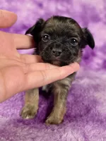 Prince Charming AKC (pet price) , a male Chihuahua for sale in West New York, NJ – 1 of 10