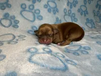 Pascal, a male Chihuahua for sale in West New York, NJ – 2 of 6