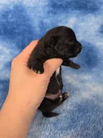Prince Eric AKC, a male Chihuahua for sale in West New York, NJ – 2 of 6