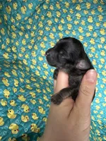 Prince Charming AKC, a male Chihuahua for sale in West New York, NJ – 4 of 6