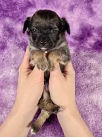 Prince Charming AKC (pet price) , a male Chihuahua for sale in West New York, NJ – 5 of 10