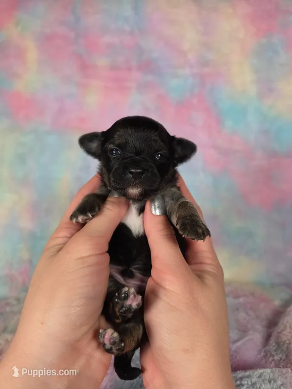 Prince Charming AKC – Chihuahua puppy for sale in West New York, NJ