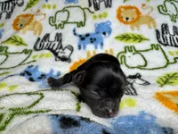 Flounder Tiny AKC pet home , a male Chihuahua for sale in West New York, NJ – 9 of 10