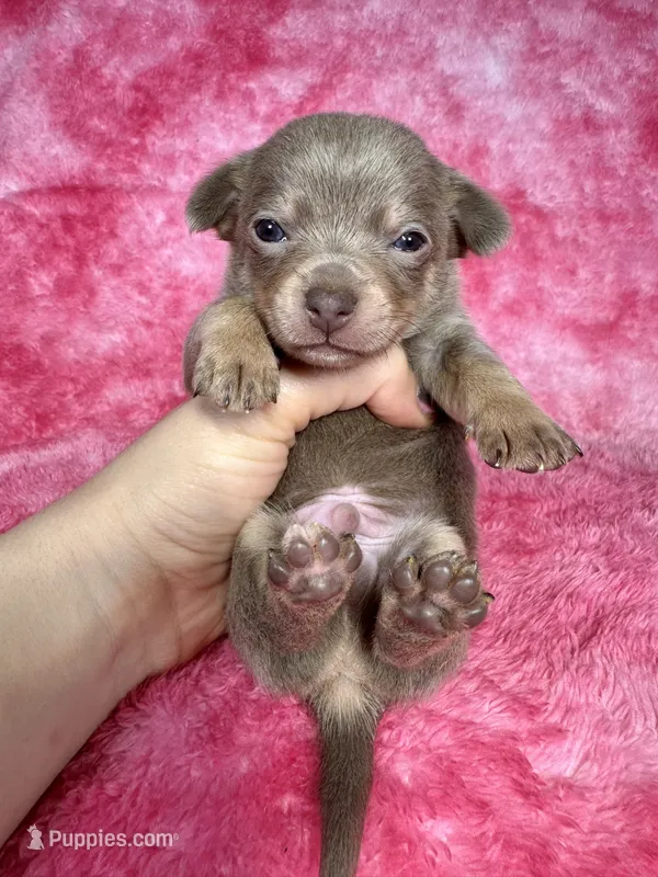 Olaf AKC – Chihuahua puppy for sale in West New York, NJ