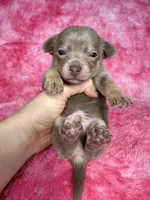 Olaf AKC (pet price) , a male Chihuahua for sale in West New York, NJ – 3 of 10