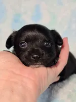 Aladdin AKC , a male Chihuahua for sale in West New York, NJ – 6 of 10