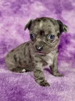 Kristoff AKC (pet price) , a male Chihuahua for sale in West New York, NJ – 1 of 10
