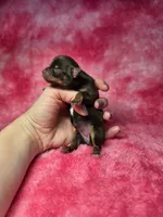 Rapunzel, a female Chihuahua for sale in West New York, NJ – 7 of 9