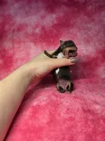 Rapunzel, a female Chihuahua for sale in West New York, NJ – 8 of 9