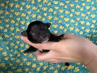 Prince Ali AKC , a male Chihuahua for sale in West New York, NJ – 3 of 4