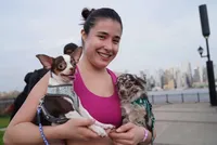 Max, a male Chihuahua for sale in West New York, NJ – 8 of 10