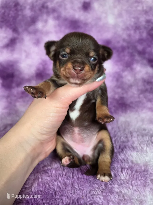 Rapunzel AKC – Chihuahua puppy for sale in West New York, NJ