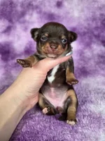 Rapunzel AKC (pet price) , a female Chihuahua for sale in West New York, NJ – 1 of 10