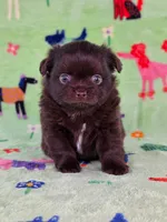 Christopher Robin AKC, a male Chihuahua for sale in West New York, NJ – 4 of 10