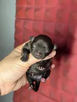 Winnie, a female Chihuahua for sale in West New York, NJ – 8 of 9