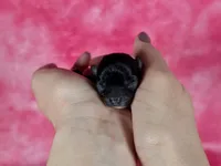 Flounder Tiny AKC pet home , a male Chihuahua for sale in West New York, NJ – 6 of 10