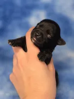 Prince Eric AKC, a male Chihuahua for sale in West New York, NJ – 1 of 6