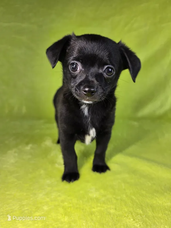 Prince Eric AKC (pet price)  – Chihuahua puppy for sale in West New York, NJ