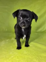 Prince Eric AKC pet price , a male Chihuahua for sale in West New York, NJ – 1 of 10