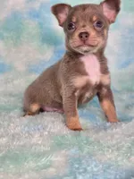 Olaf AKC (pet price) , a male Chihuahua for sale in West New York, NJ – 2 of 9