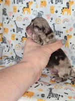 Piglet AKC, a male Chihuahua for sale in West New York, NJ – 3 of 7