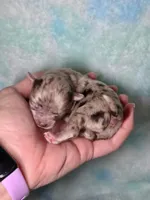 Remy, a male Chihuahua for sale in West New York, NJ – 2 of 6