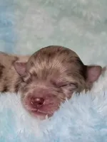 Remy, a male Chihuahua for sale in West New York, NJ – 6 of 6