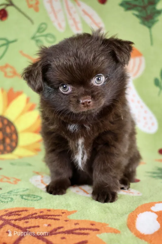 Christopher Robin AKC – Chihuahua puppy for sale in West New York, NJ